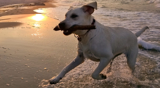 Hunde Ostsee Usedom